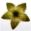  Outer involucre - Outer view